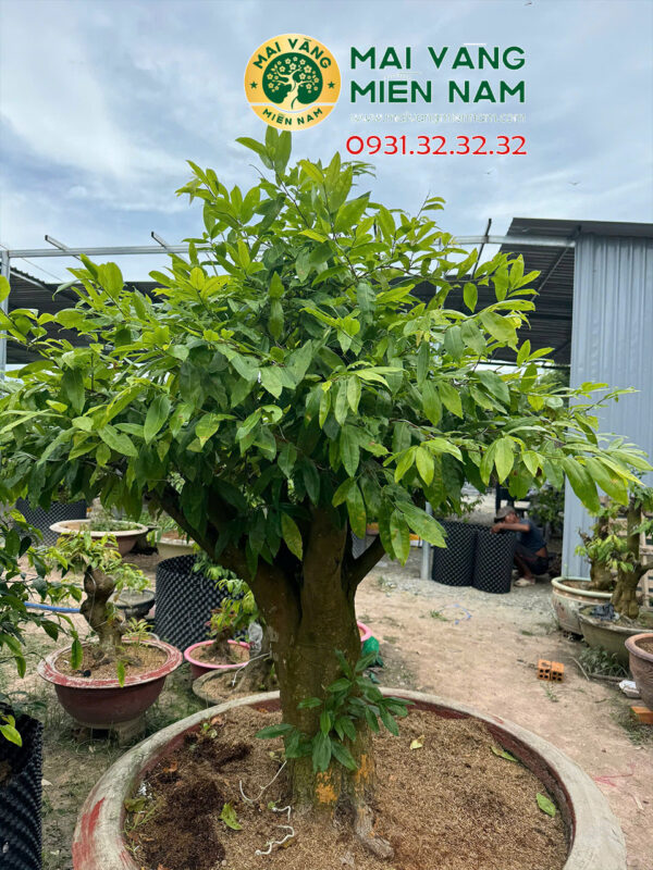 Gốc Mai Tàng Dù Hoành 72cm, Cao 1m6