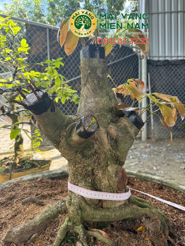 Gốc Mai Vàng Ghép Siêu Bông Bình Lợi Hoành 56cm, Cao 60cm