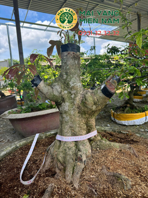 Gốc Mai Vàng Ghép Siêu Bông Bình Lợi Hoành 56cm, Cao 60cm