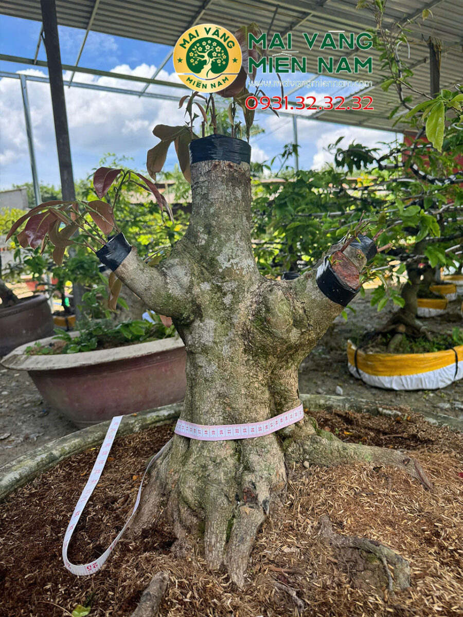 Gốc Mai Vàng Ghép Siêu Bông Bình Lợi Hoành 56cm, Cao 60cm