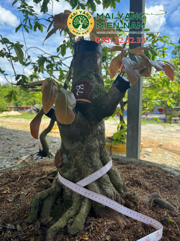 Gốc Mai Vàng Ghép Siêu Bông Bình Lợi Hoành 56cm, Cao 60cm