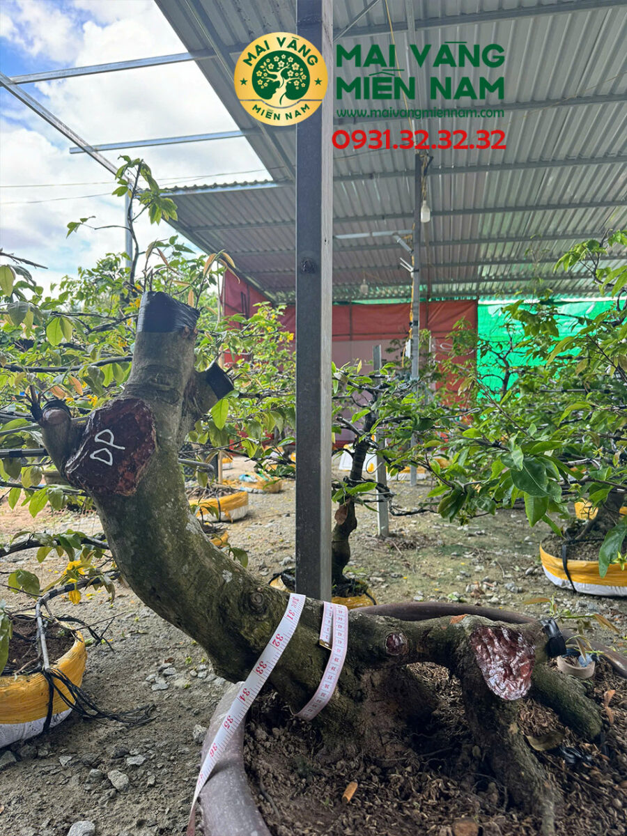 Gốc Mai Vàng Ghép Giảo Đa Phúc Hoành 40cm Cao 55cm