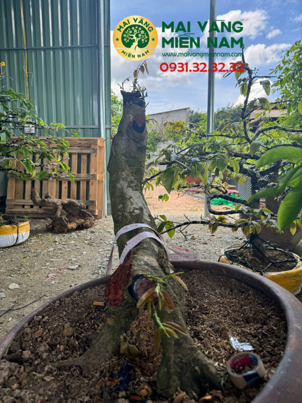 Gốc Mai Vàng Ghép Giảo Đa Phúc Hoành 40cm Cao 55cm