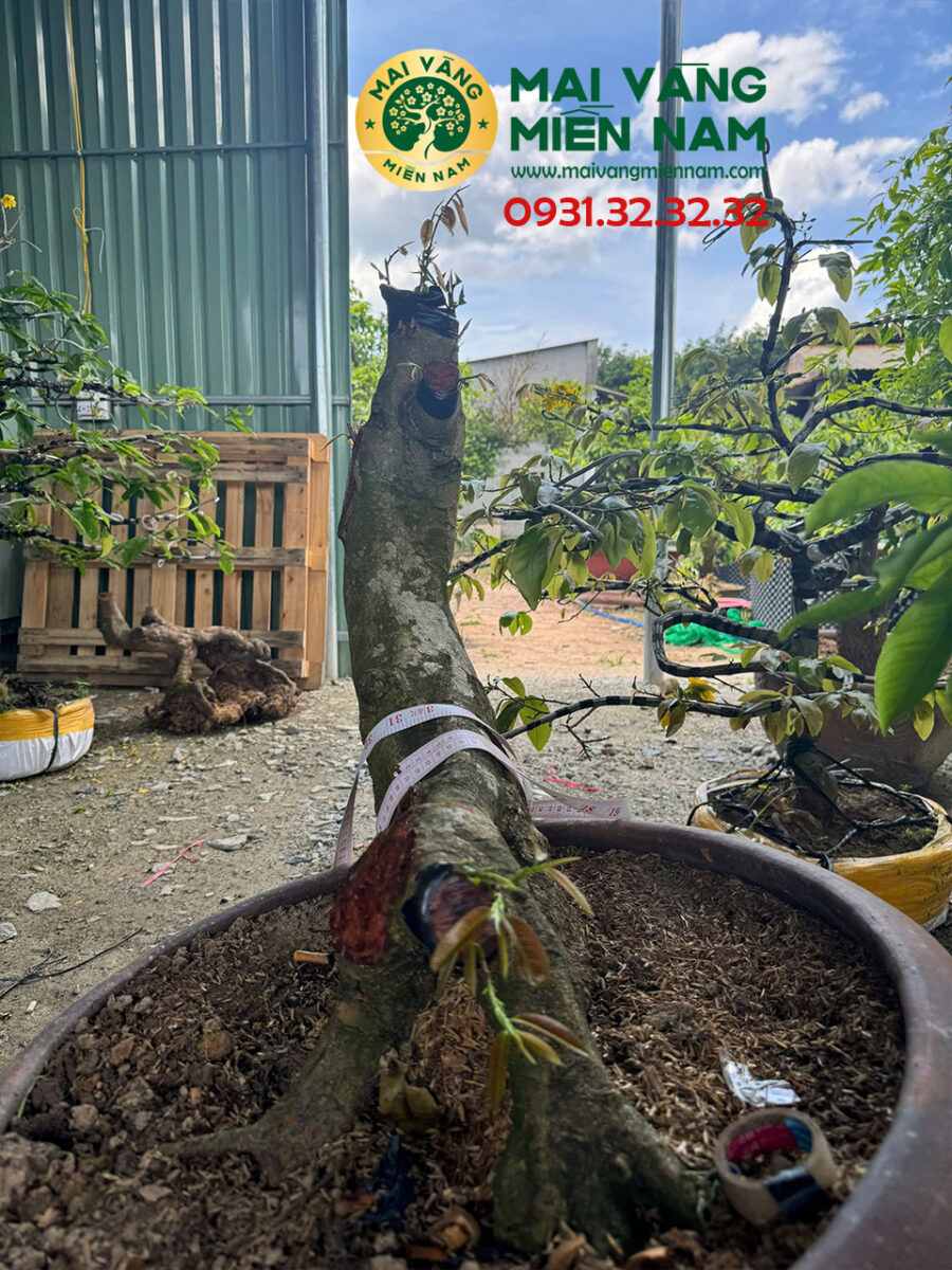 Gốc Mai Vàng Ghép Giảo Đa Phúc Hoành 40cm Cao 55cm