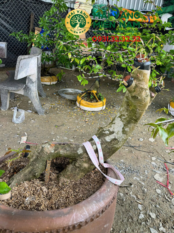 Gốc Mai Vàng Ghép Giảo Đa Phúc Hoành 40cm Cao 55cm