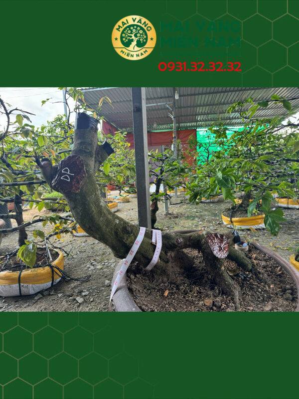 Gốc Mai Vàng Ghép Giảo Đa Phúc Hoành 40cm Cao 55cm