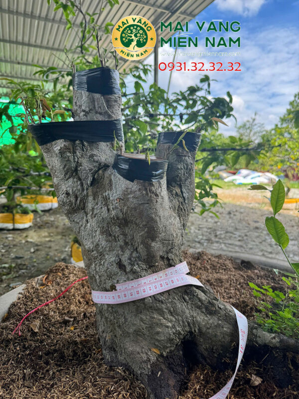 Mai Vàng Ghép Siêu Bông Bình Lợi Hoành 58cm, Cao 55cm