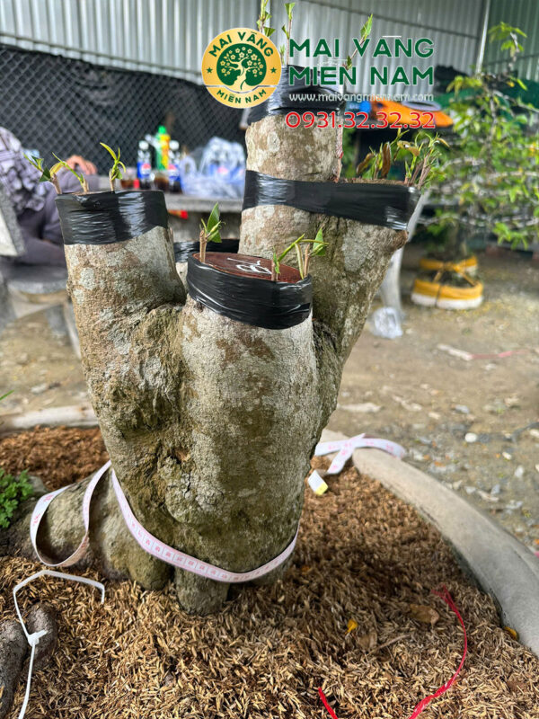 Mai Vàng Ghép Siêu Bông Bình Lợi Hoành 58cm, Cao 55cm