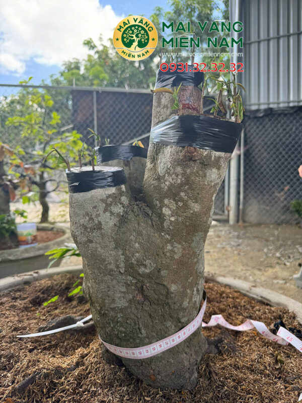 Mai Vàng Ghép Siêu Bông Bình Lợi Hoành 58cm, Cao 55cm