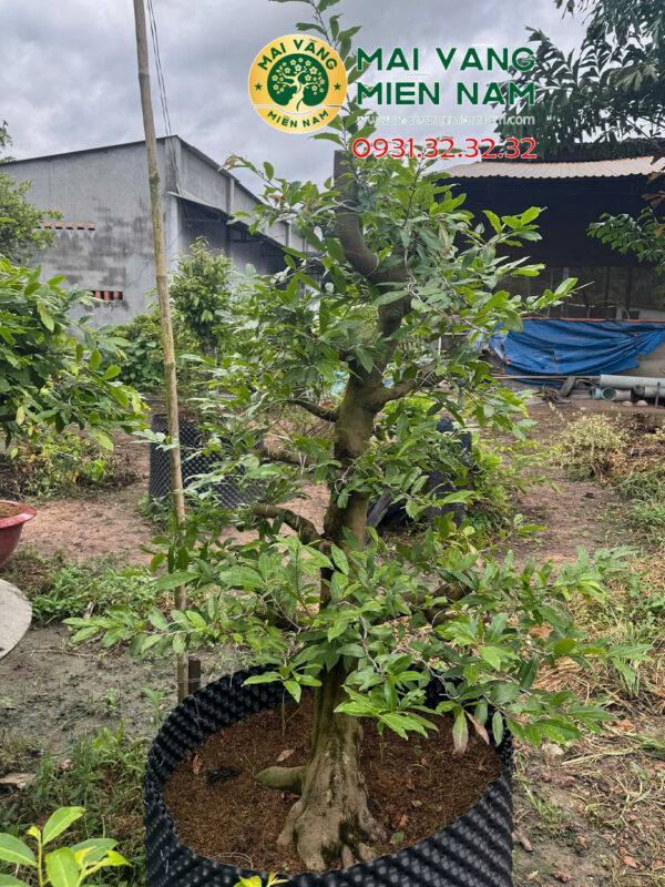 Gốc Mai Vàng Miền Nam – Hoành 80cm, Cao 1m8