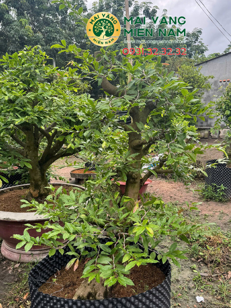 Gốc Mai Vàng Miền Nam – Hoành 80cm, Cao 1m8