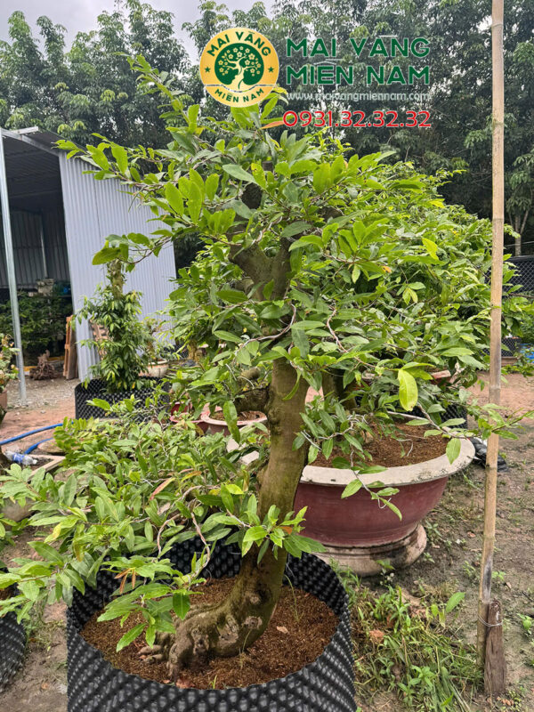 Gốc Mai Vàng Miền Nam – Hoành 80cm, Cao 1m8