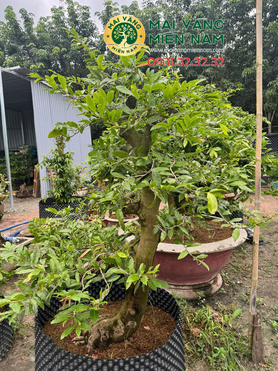 Gốc Mai Vàng Miền Nam – Hoành 80cm, Cao 1m8