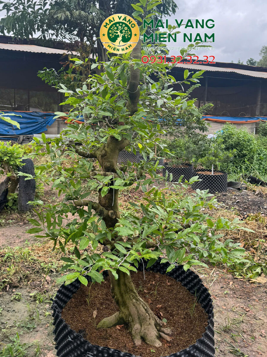 Gốc Mai Vàng Miền Nam – Hoành 80cm, Cao 1m8