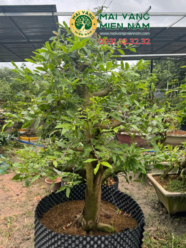 Gốc Mai Vàng Miền Nam – Hoành 80cm, Cao 1m8