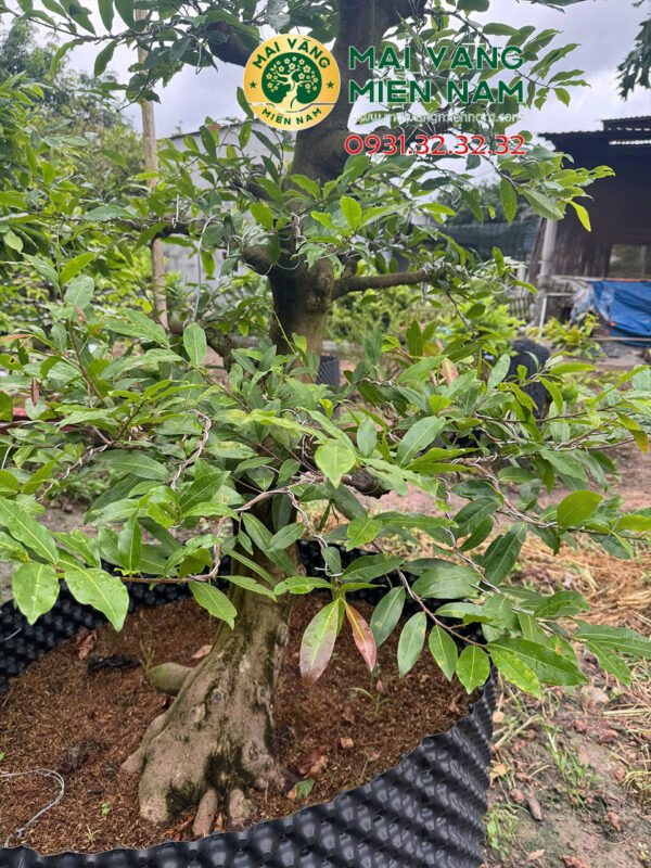Gốc Mai Vàng Miền Nam – Hoành 80cm, Cao 1m8