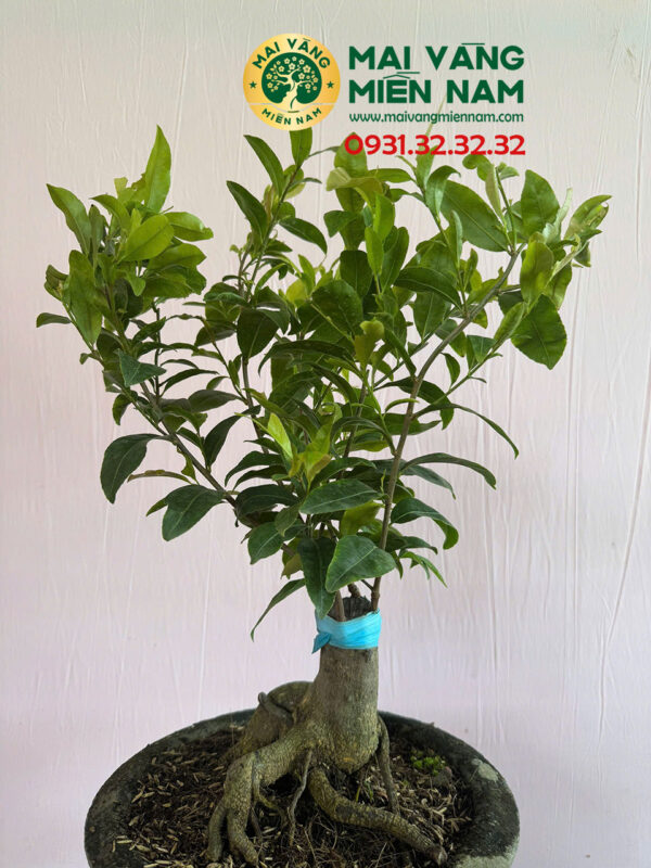 Mai Cúc đổi Màu