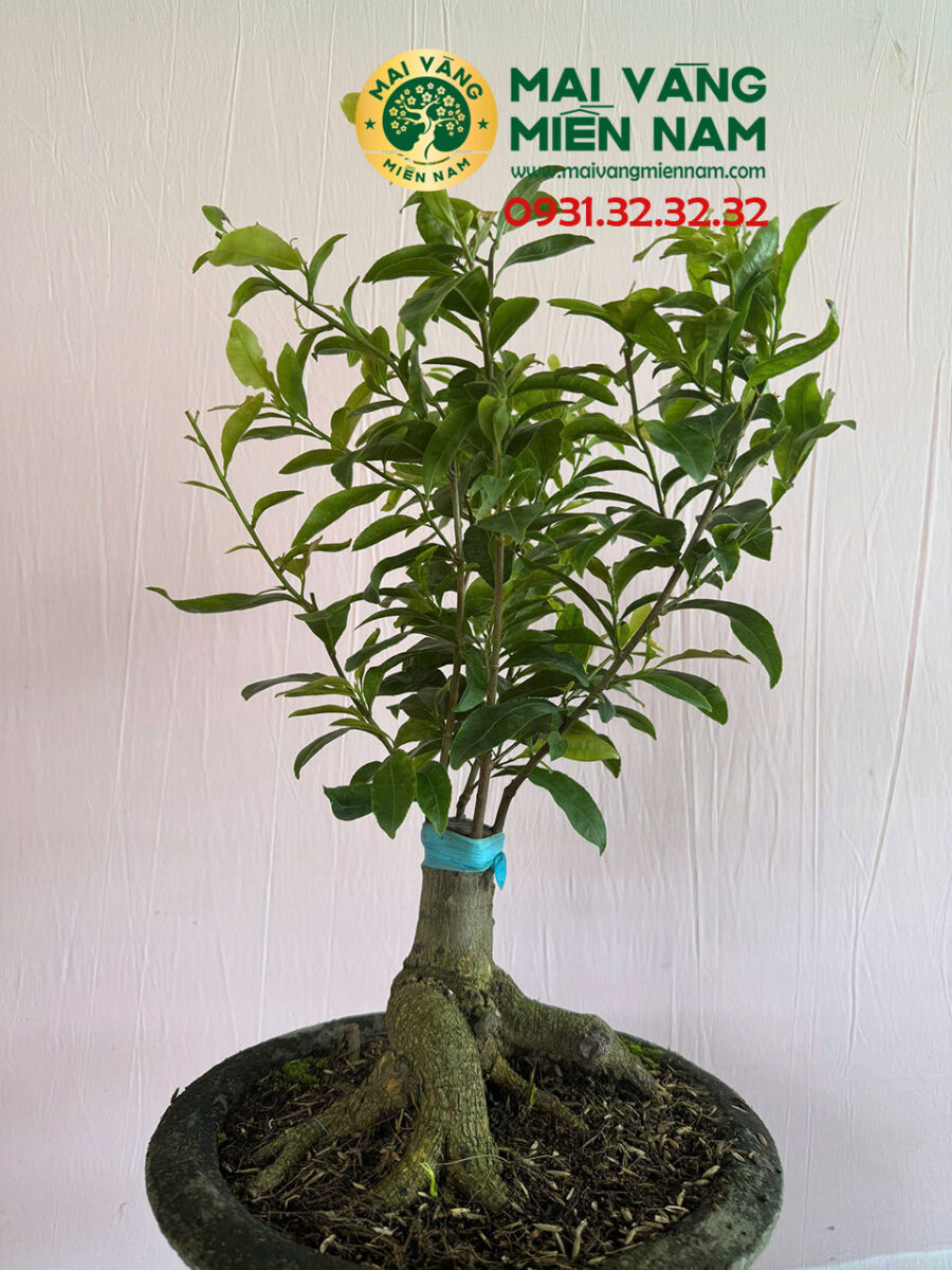 Mai Cúc đổi Màu
