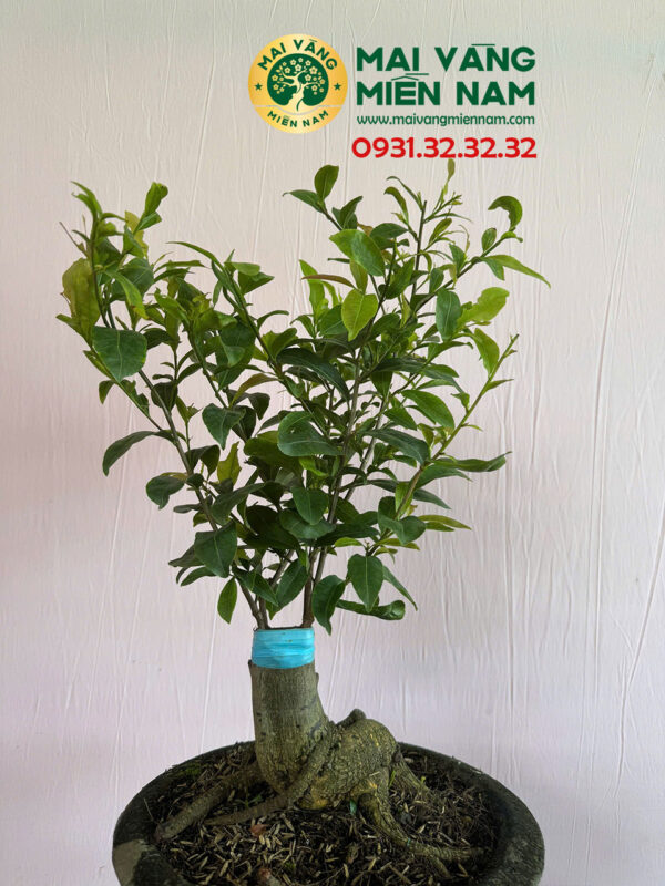 Mai Cúc đổi Màu