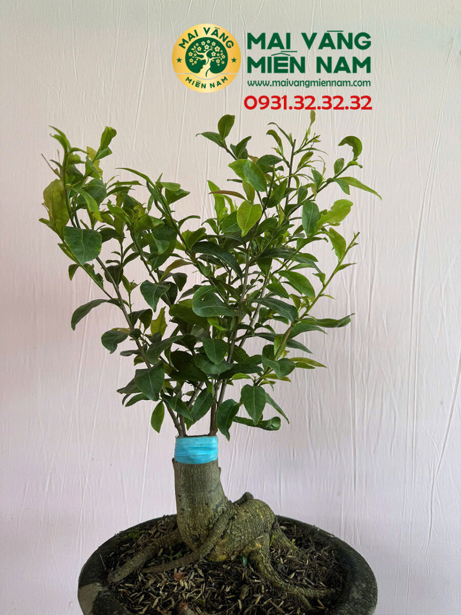 Mai Cúc đổi Màu