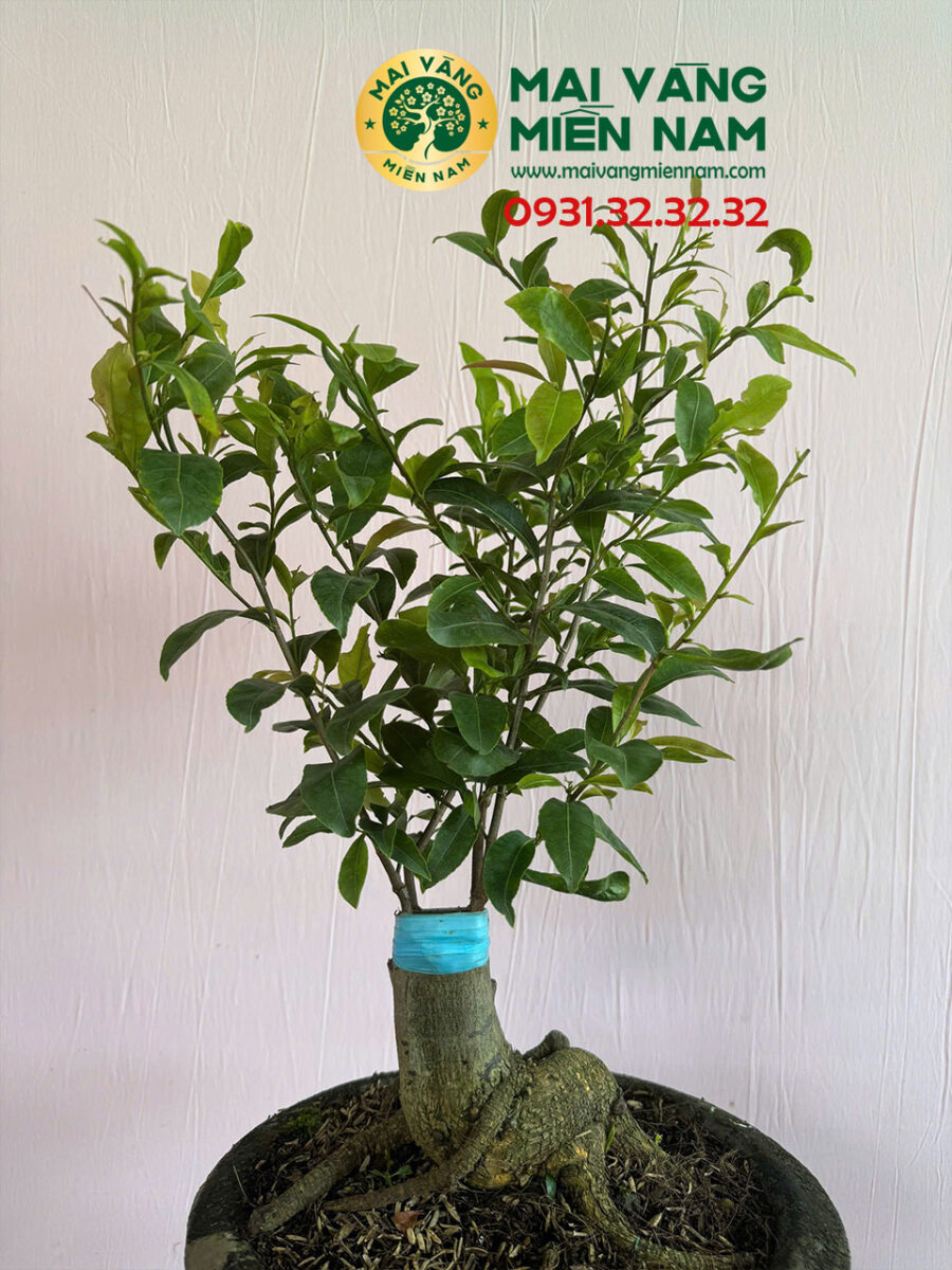 Mai Cúc đổi Màu