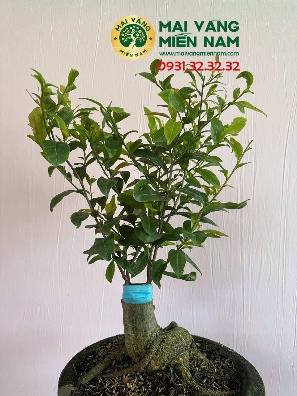 Mai Cúc đổi Màu 11 Mai Cúc đổi Màu