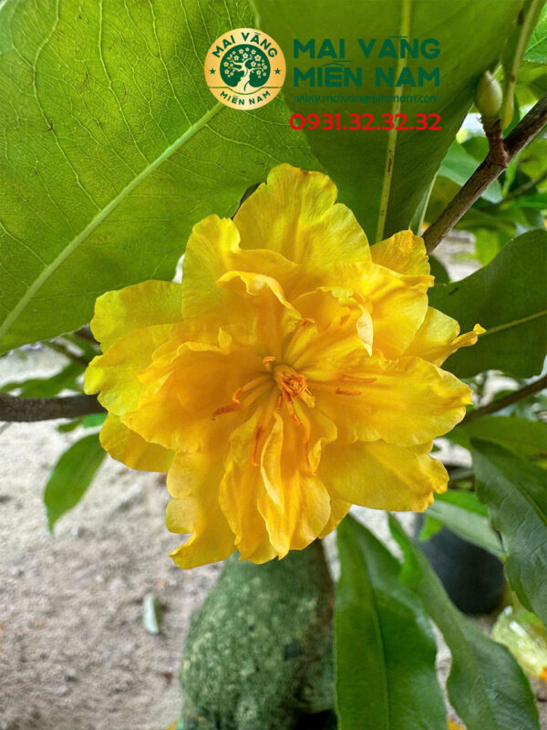 Mai Cúc đổi Màu