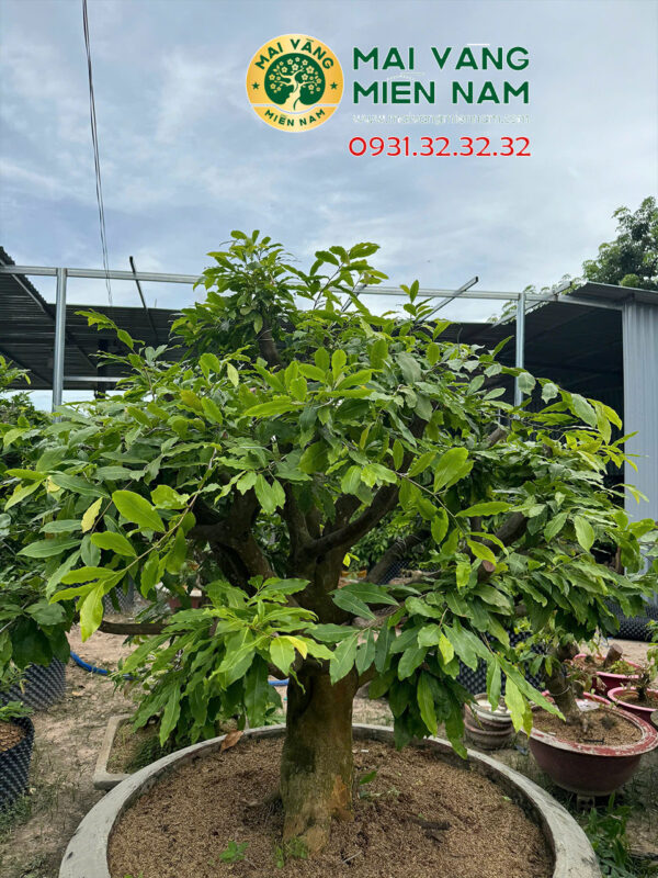 Mai gốc nguyên liệu – Hoành 68cm, cao 1m8