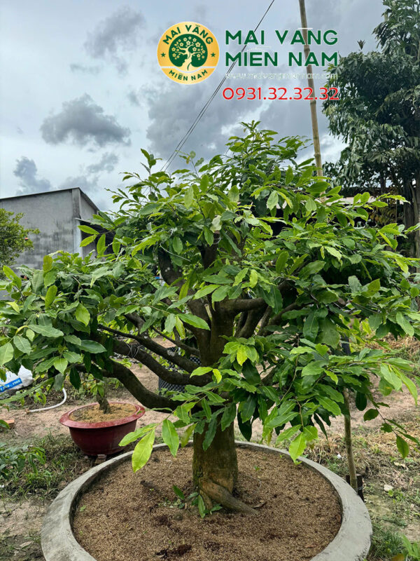 Mai gốc nguyên liệu – Hoành 68cm, cao 1m8