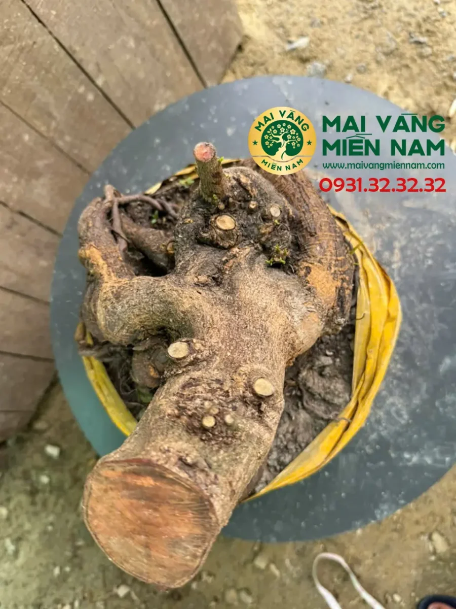 Phôi Mai Vàng Hoành 24cm – C.23cm – Bầu 30cm