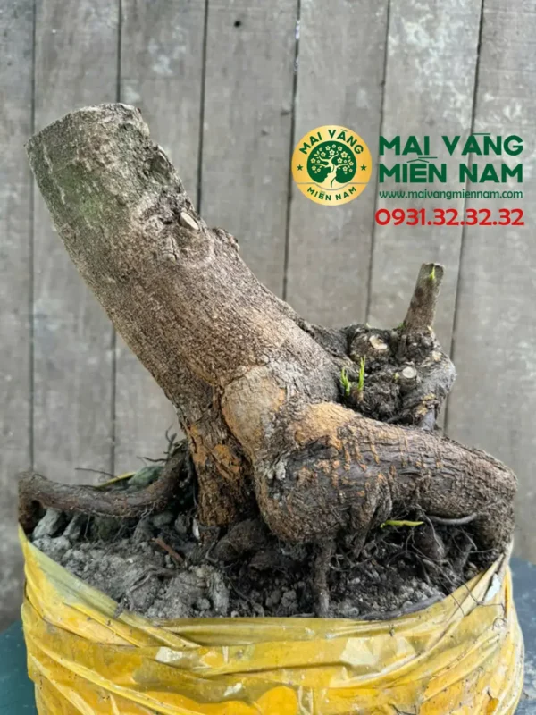 Phôi Mai Vàng Hoành 24cm – C.23cm – Bầu 30cm 8 Phôi Mai Vàng Hoành 24cm – C.23cm – Bầu 30cm
