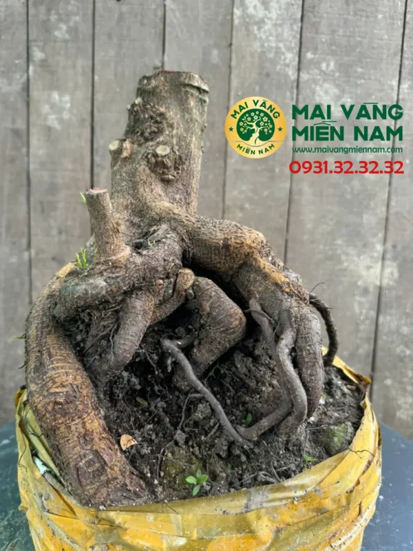Phôi Mai Vàng Hoành 24cm – C.23cm – Bầu 30cm 7 Phôi Mai Vàng Hoành 24cm – C.23cm – Bầu 30cm