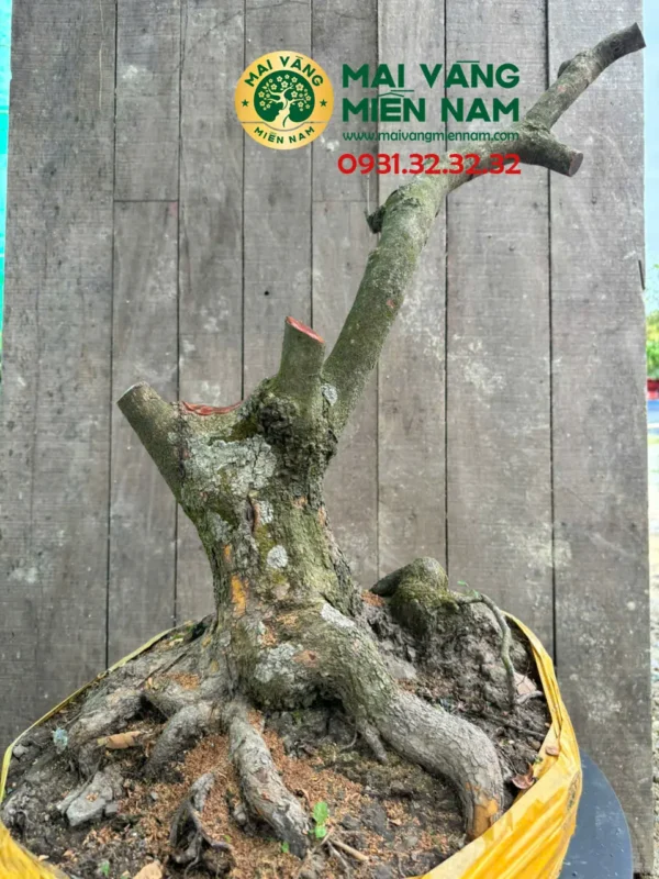Phôi Mai Vàng Hoành 38cm – Cao 63cm – Bầu 52cm