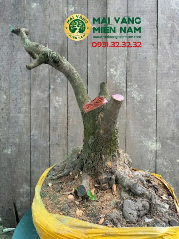 Phôi Mai Vàng Hoành 38cm – Cao 63cm – Bầu 52cm