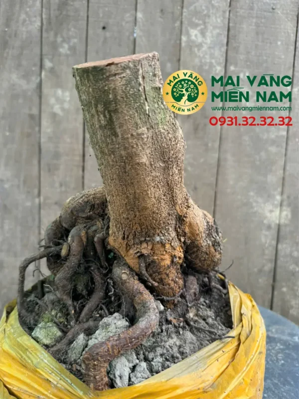 Phôi Mai Vàng Hoành 24cm – C.23cm – Bầu 30cm