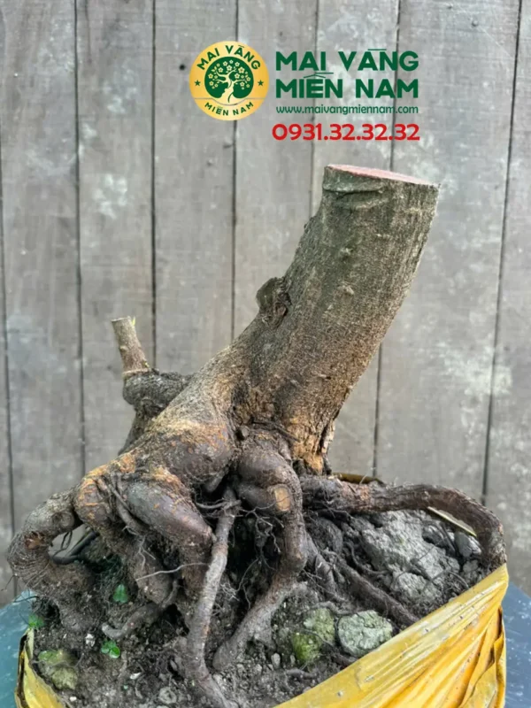 Phôi Mai Vàng Hoành 24cm – C.23cm – Bầu 30cm