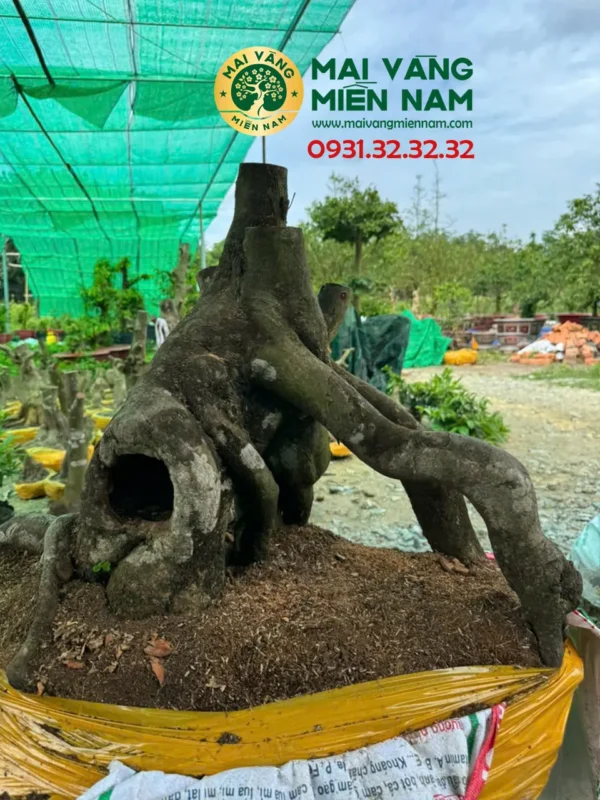 Phôi Mai Vàng Hoành 71cm – Cao 53cm – Bầu 80cm