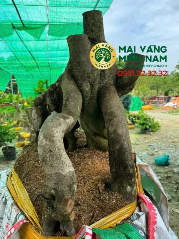 Phôi Mai Vàng Hoành 71cm – Cao 53cm – Bầu 80cm