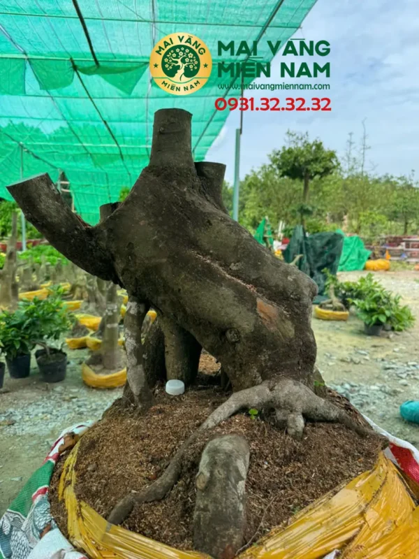 Phôi Mai Vàng Hoành 71cm – Cao 53cm – Bầu 80cm