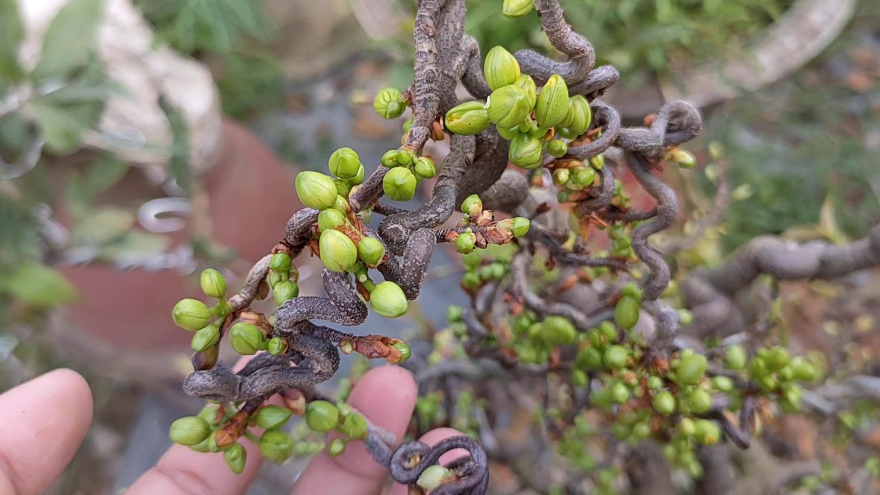 Giống Mai Tự Xoắn: Đặc điểm, Cách Chăm Sóc Và Bí Quyết Giữ Dáng đẹp 3 Giống Mai Tự Xoắn: Đặc điểm, Cách Chăm Sóc Và Bí Quyết Giữ Dáng đẹp