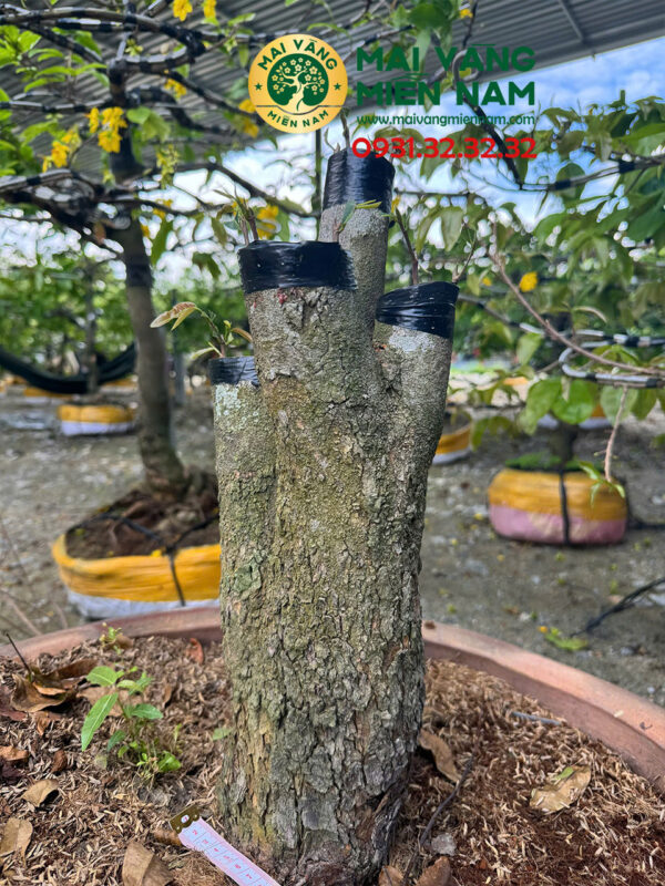 Mai Tứ Quý Hoành 37cm Cao 45cm Ghép Giảo Đa Phúc