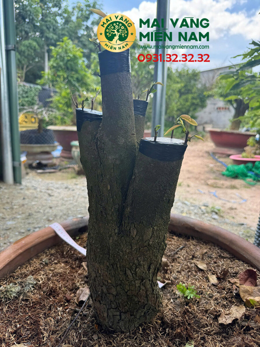 Mai Tứ Quý Hoành 37cm Cao 45cm Ghép Giảo Đa Phúc
