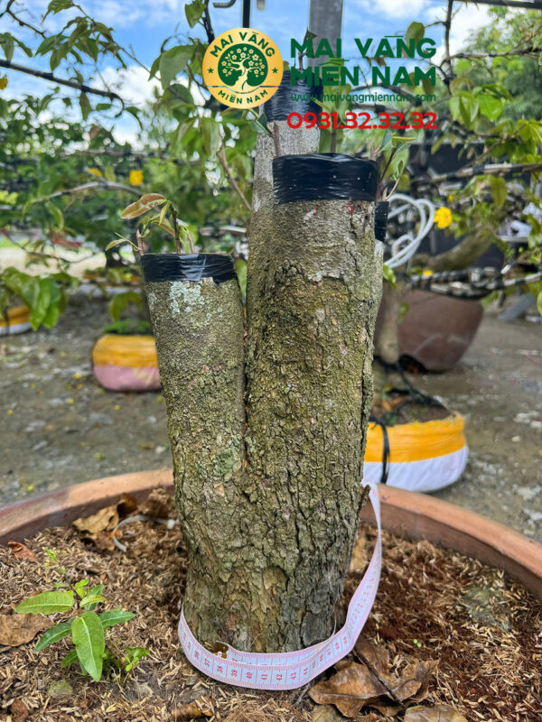 Mai Tứ Quý Hoành 37cm Cao 45cm Ghép Giảo Đa Phúc