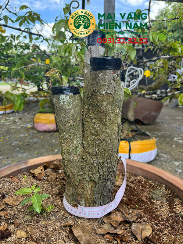 Mai Tứ Quý Hoành 37cm Cao 45cm Ghép Giảo Đa Phúc