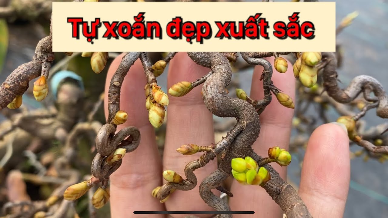 Giống Mai Tự Xoắn: Đặc điểm, Cách Chăm Sóc Và Bí Quyết Giữ Dáng đẹp 2 Giống Mai Tự Xoắn: Đặc điểm, Cách Chăm Sóc Và Bí Quyết Giữ Dáng đẹp