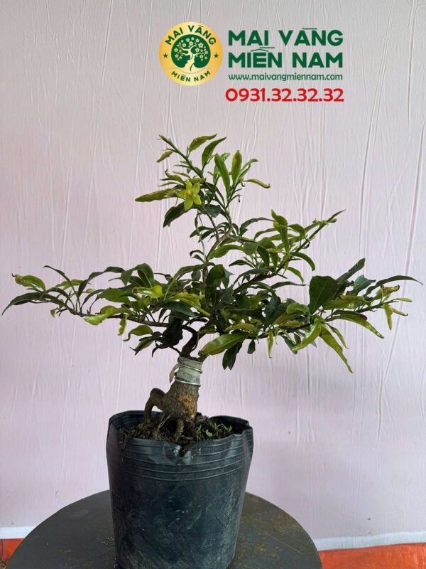 Mai Vàng Giảo Lá Rí