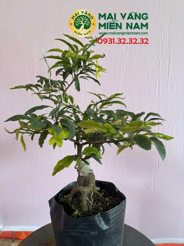 Mai Vàng Giảo Lá Rí