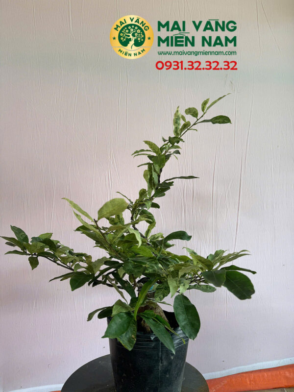 Mai Vàng Nhị Ngọc Toàn Lá Cẩm Thạch