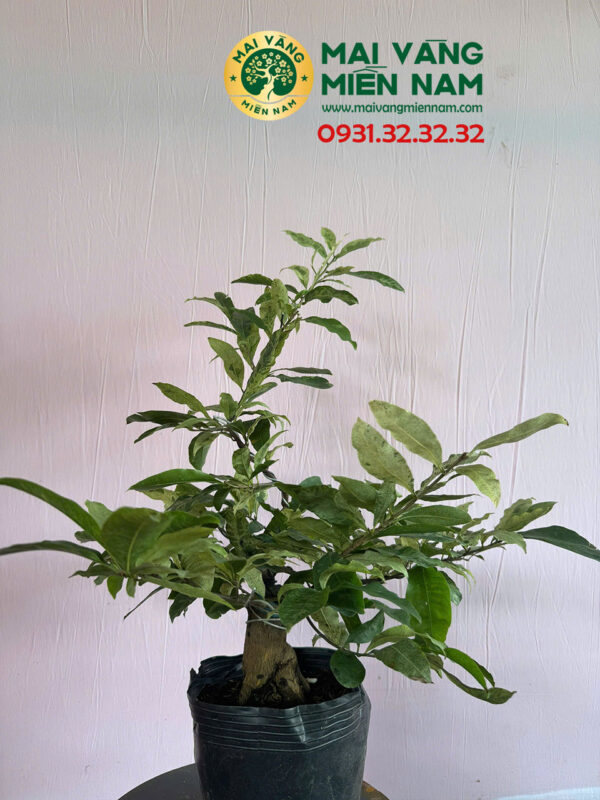 Mai Vàng Nhị Ngọc Toàn Lá Cẩm Thạch