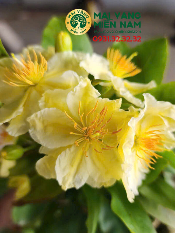 Mai vàng Nhị Ngọc Toàn